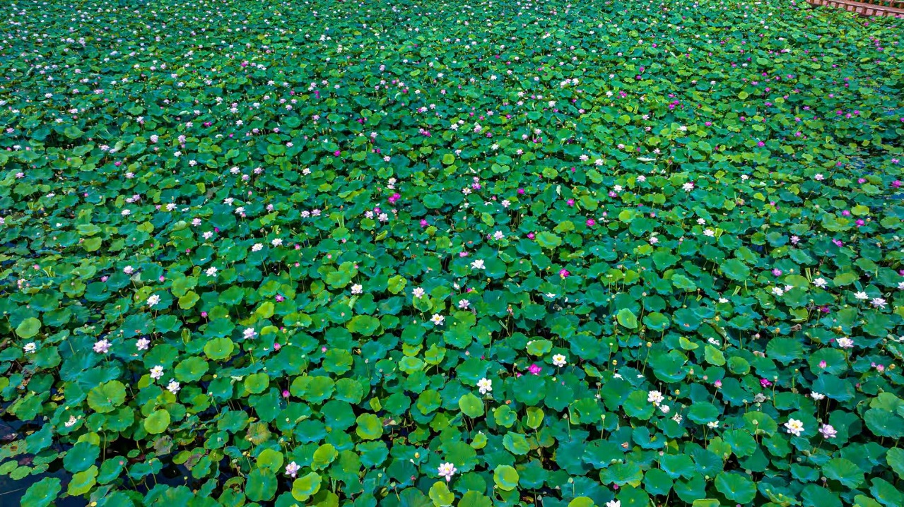 荷花漫景区
