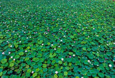 荷花漫景区